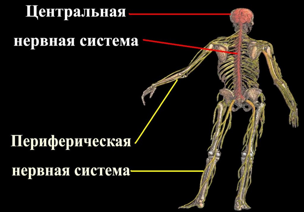 Центральная и периферическая нервные системы